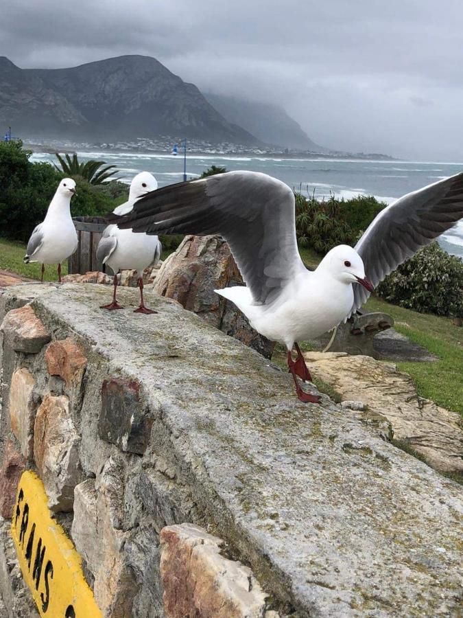 The Sun,Whales And Waves Seafront Apartment Hermanus Exterior photo