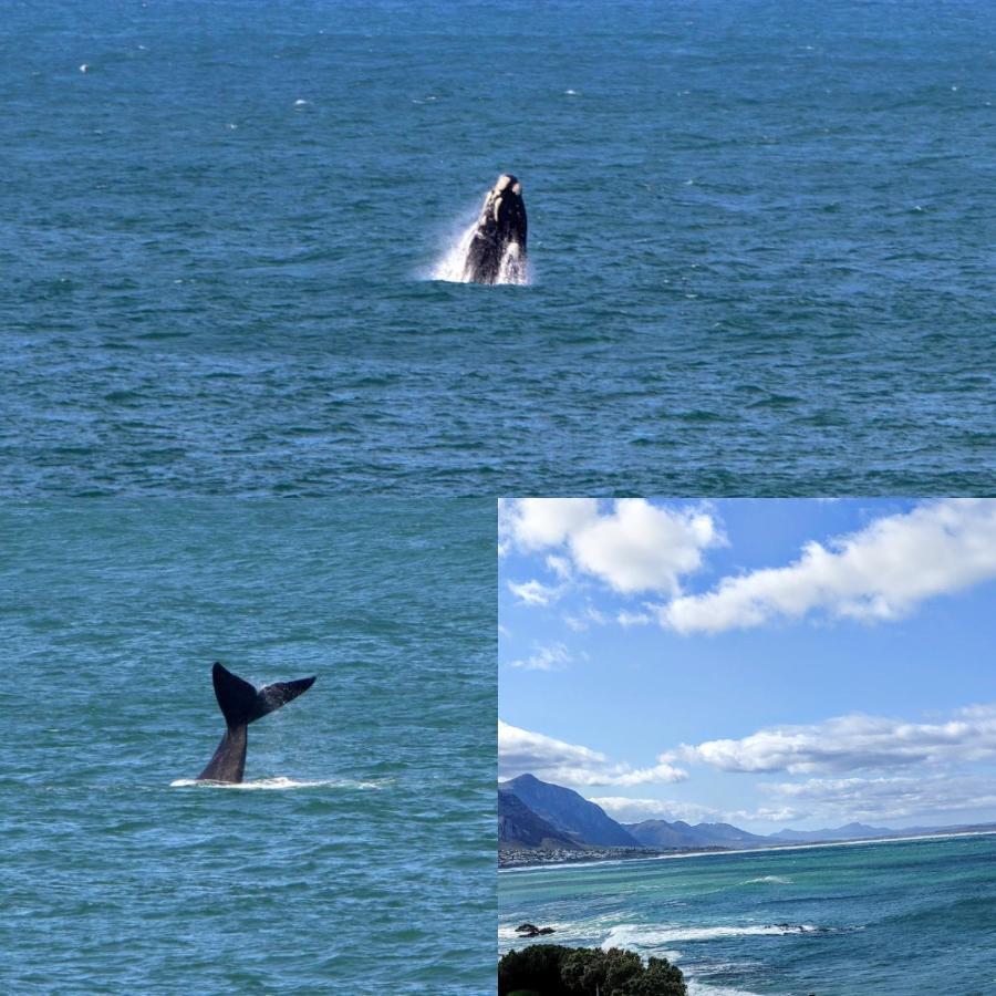 The Sun,Whales And Waves Seafront Apartment Hermanus Exterior photo